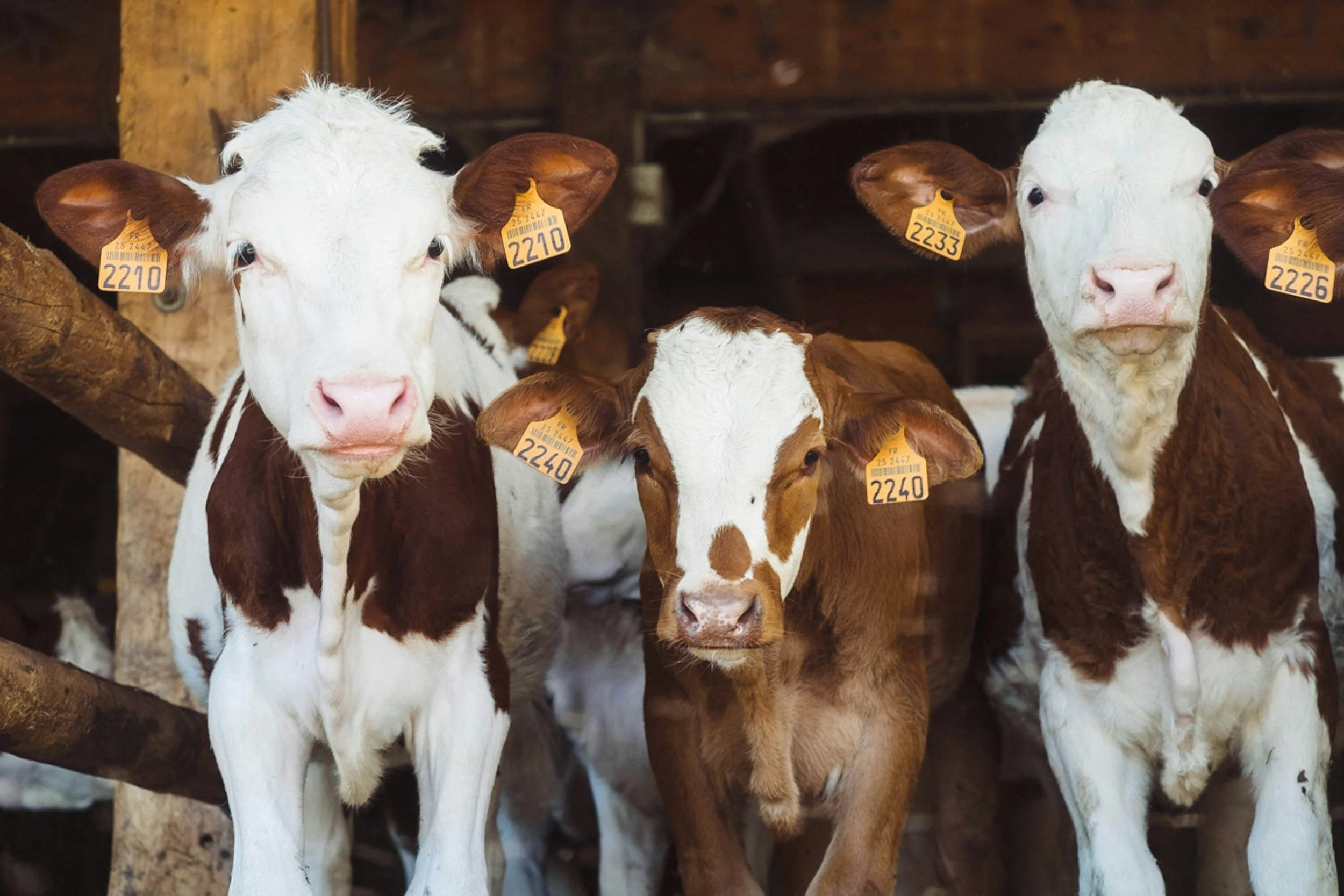 Fair animals